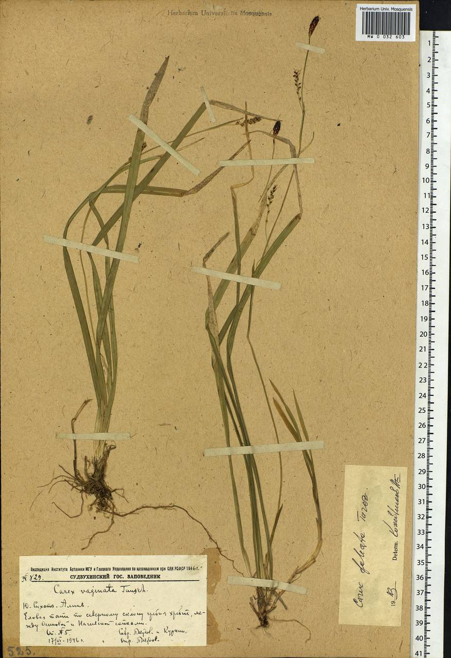 Carex vaginata var. petersii (C.A.Mey. ex F.Schmidt) Akiyama, Siberia, Russian Far East (S6) (Russia)