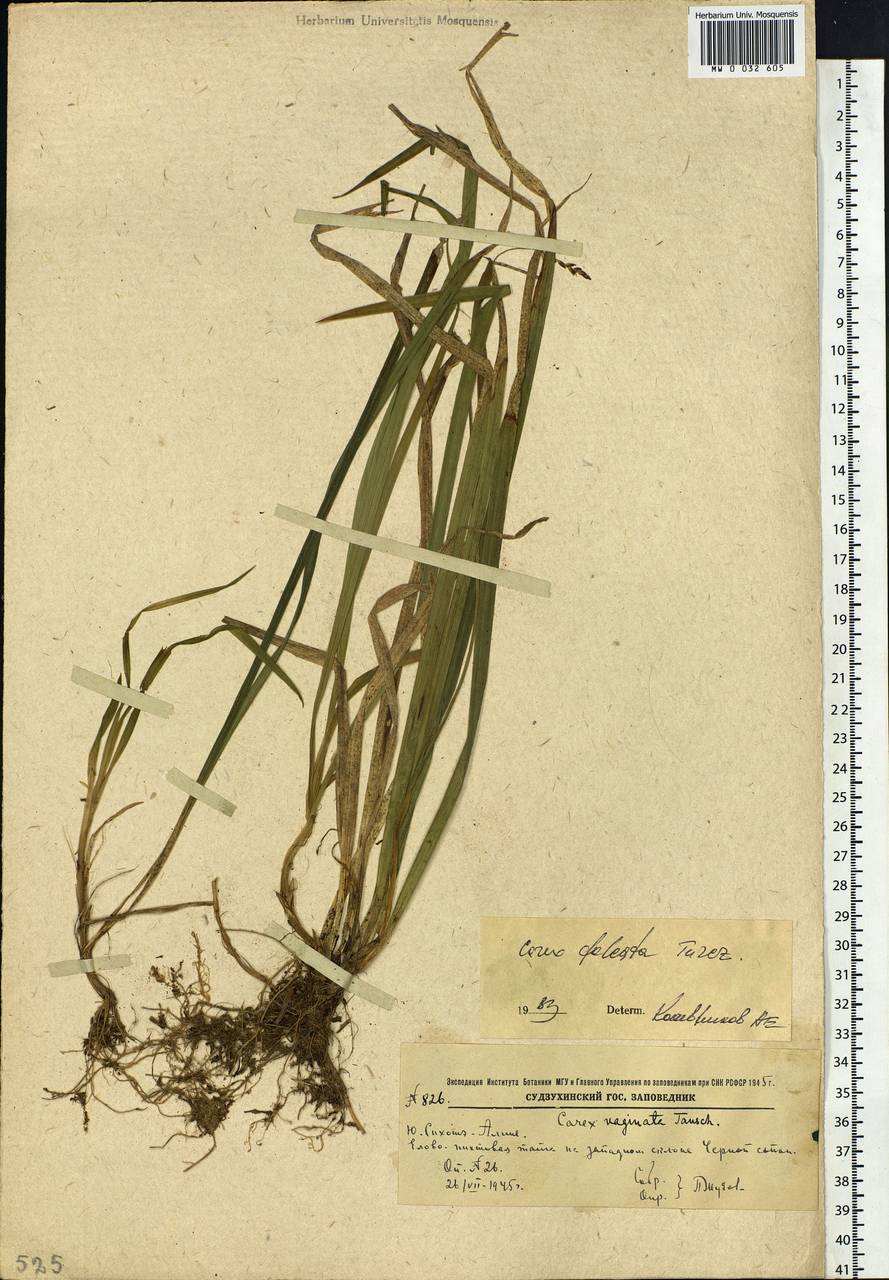 Carex vaginata var. petersii (C.A.Mey. ex F.Schmidt) Akiyama, Siberia, Russian Far East (S6) (Russia)