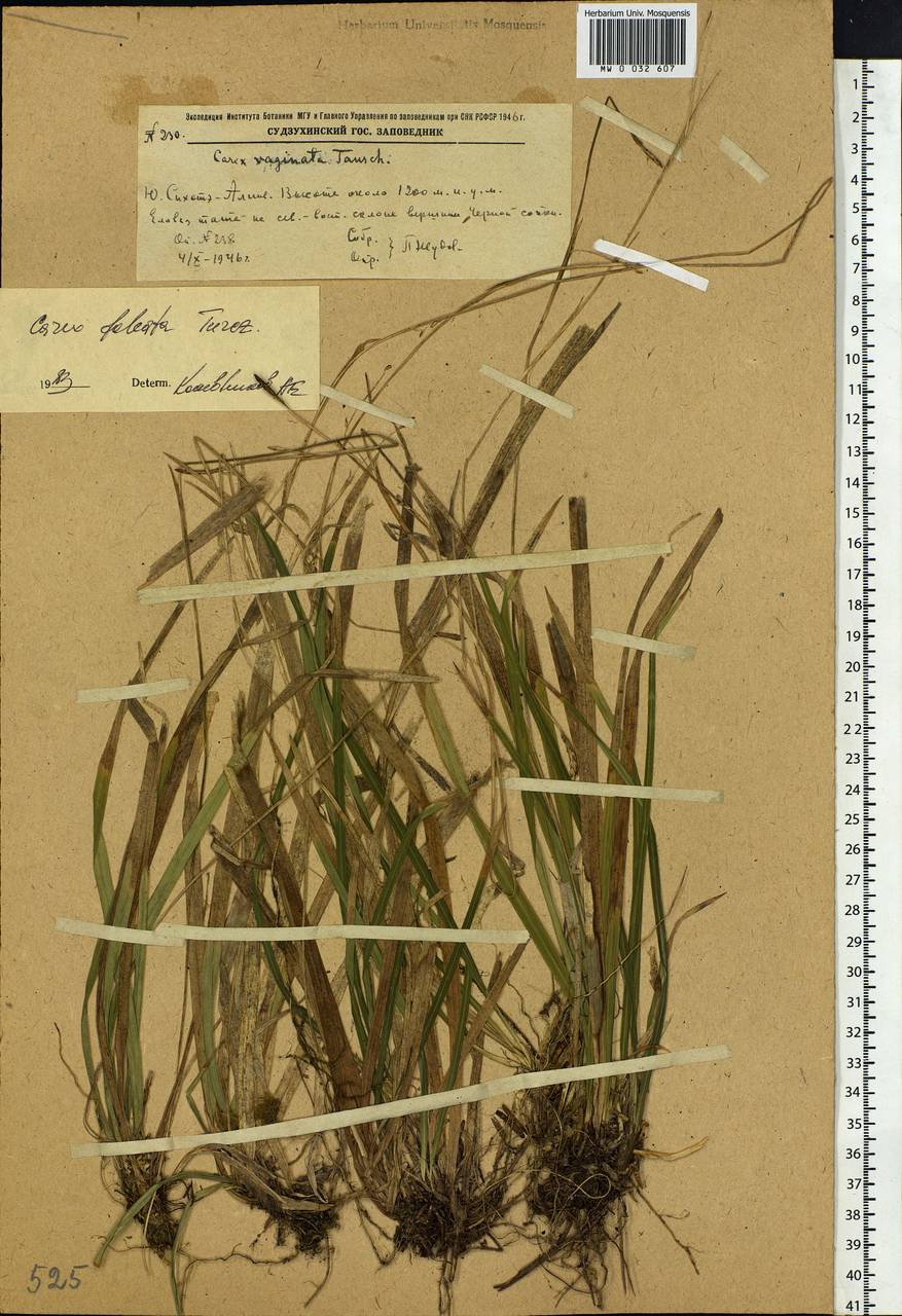 Carex vaginata var. petersii (C.A.Mey. ex F.Schmidt) Akiyama, Siberia, Russian Far East (S6) (Russia)