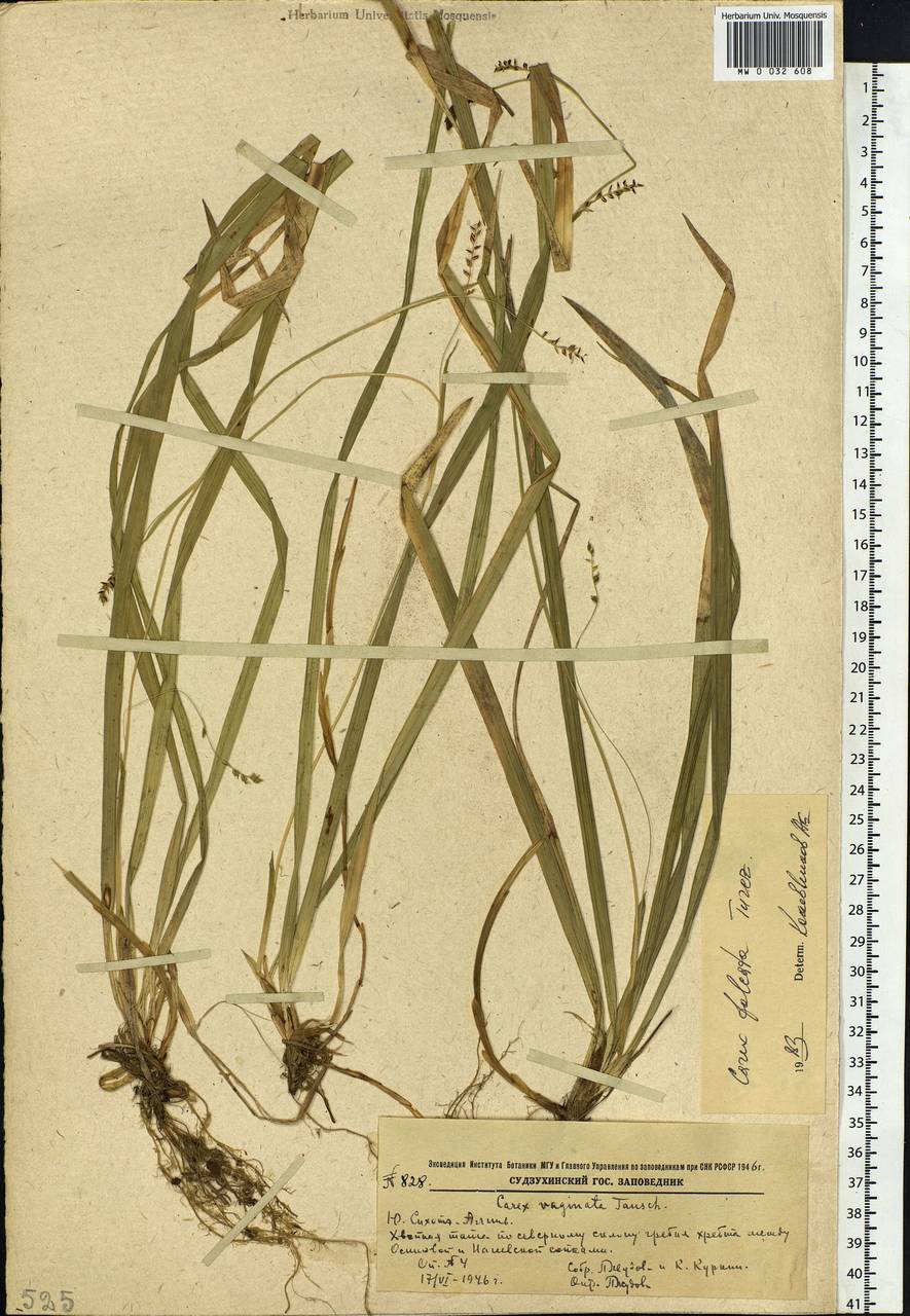 Carex vaginata var. petersii (C.A.Mey. ex F.Schmidt) Akiyama, Siberia, Russian Far East (S6) (Russia)