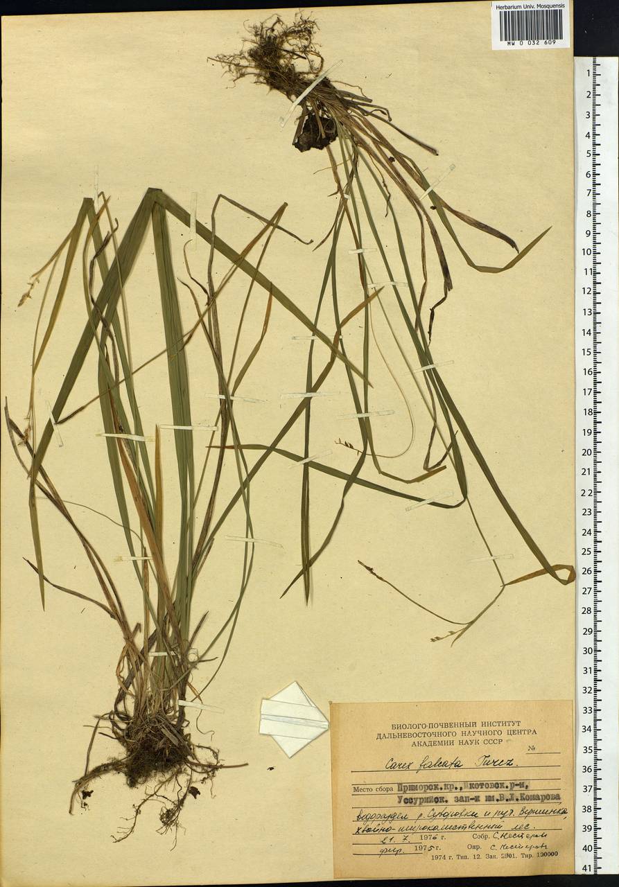 Carex vaginata var. petersii (C.A.Mey. ex F.Schmidt) Akiyama, Siberia, Russian Far East (S6) (Russia)