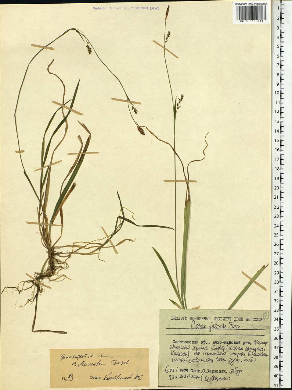 Carex vaginata var. petersii (C.A.Mey. ex F.Schmidt) Akiyama, Siberia, Russian Far East (S6) (Russia)