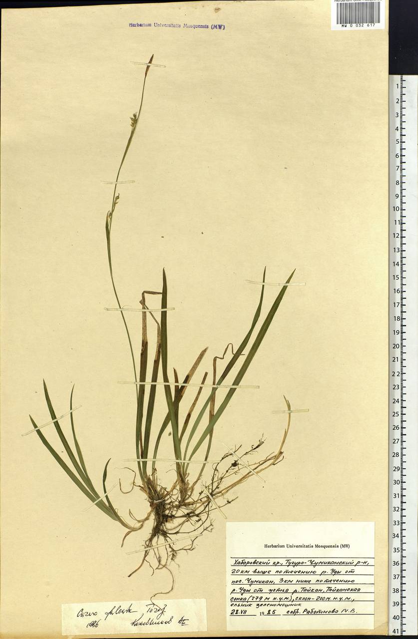 Carex vaginata var. petersii (C.A.Mey. ex F.Schmidt) Akiyama, Siberia, Russian Far East (S6) (Russia)