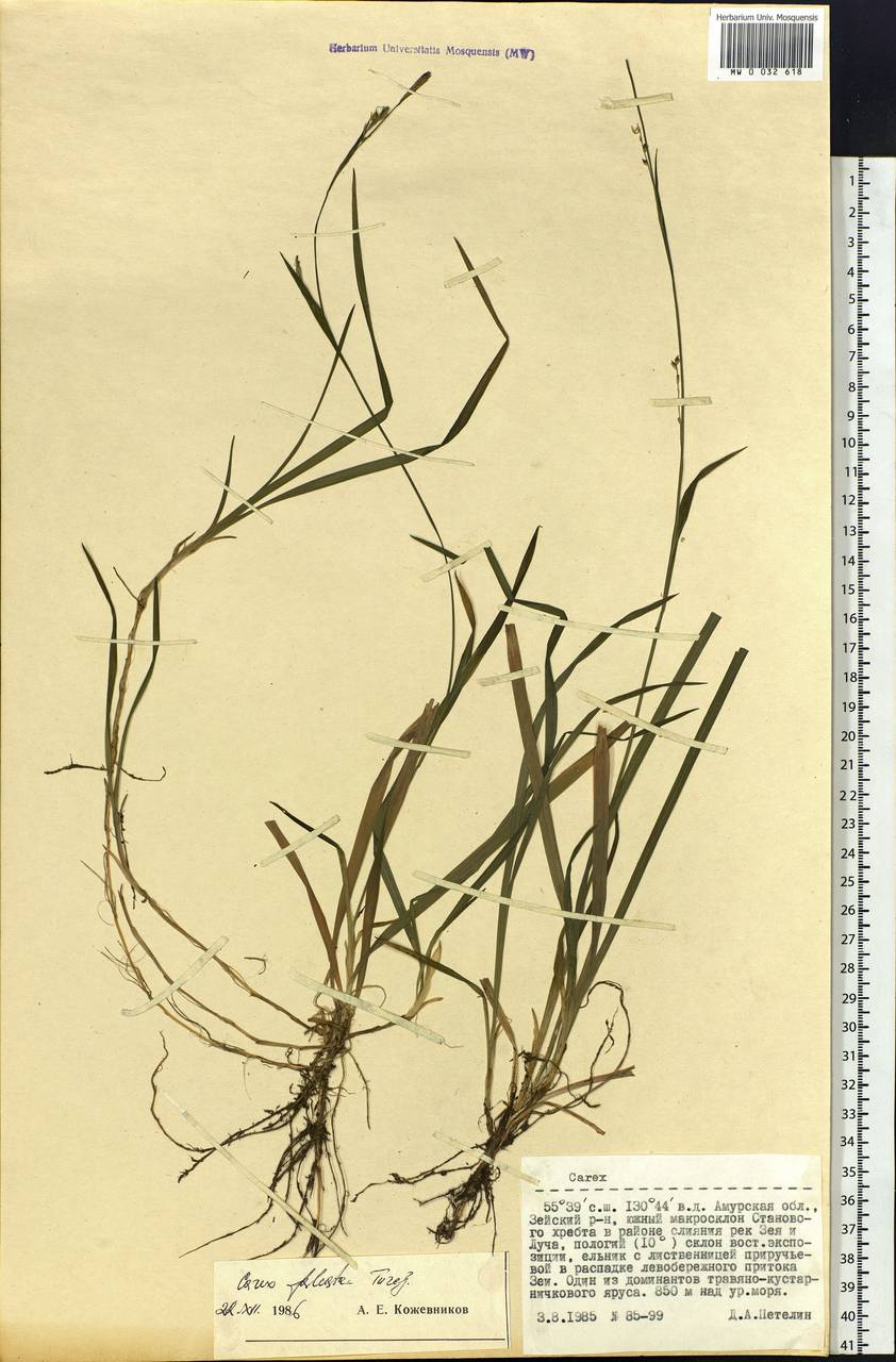 Carex vaginata var. petersii (C.A.Mey. ex F.Schmidt) Akiyama, Siberia, Russian Far East (S6) (Russia)