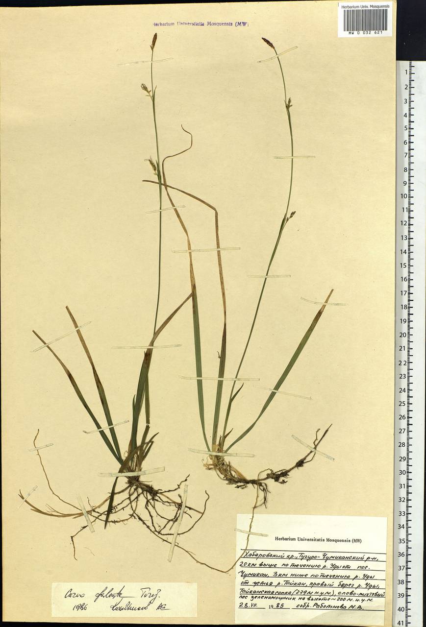 Carex vaginata var. petersii (C.A.Mey. ex F.Schmidt) Akiyama, Siberia, Russian Far East (S6) (Russia)