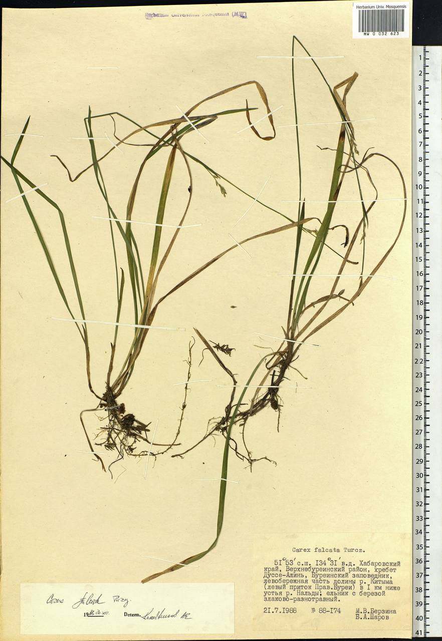 Carex vaginata var. petersii (C.A.Mey. ex F.Schmidt) Akiyama, Siberia, Russian Far East (S6) (Russia)