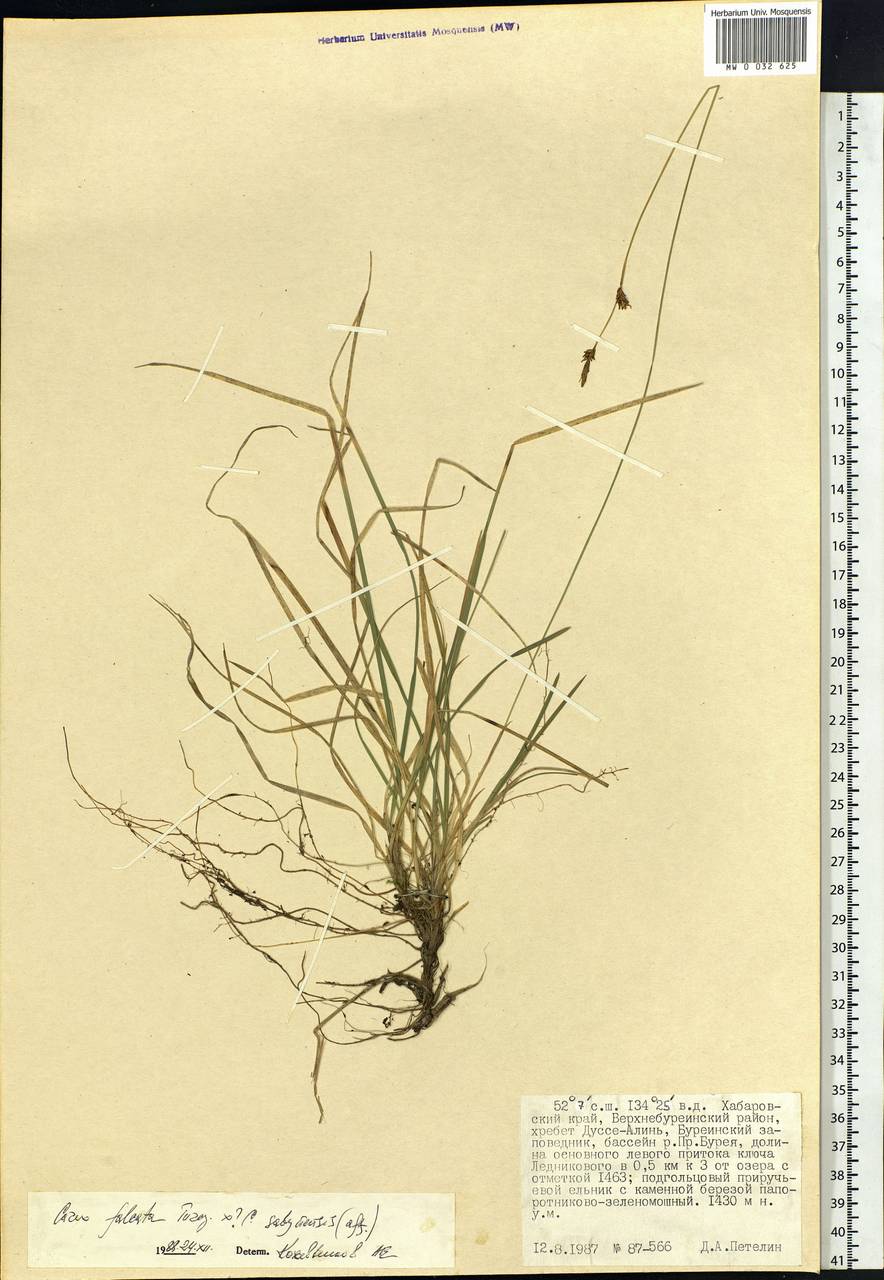 Carex vaginata var. petersii (C.A.Mey. ex F.Schmidt) Akiyama, Siberia, Russian Far East (S6) (Russia)