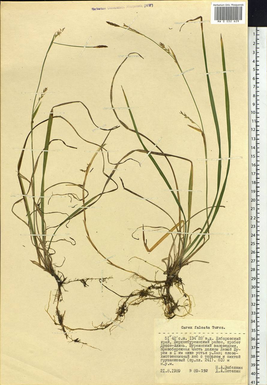 Carex vaginata var. petersii (C.A.Mey. ex F.Schmidt) Akiyama, Siberia, Russian Far East (S6) (Russia)
