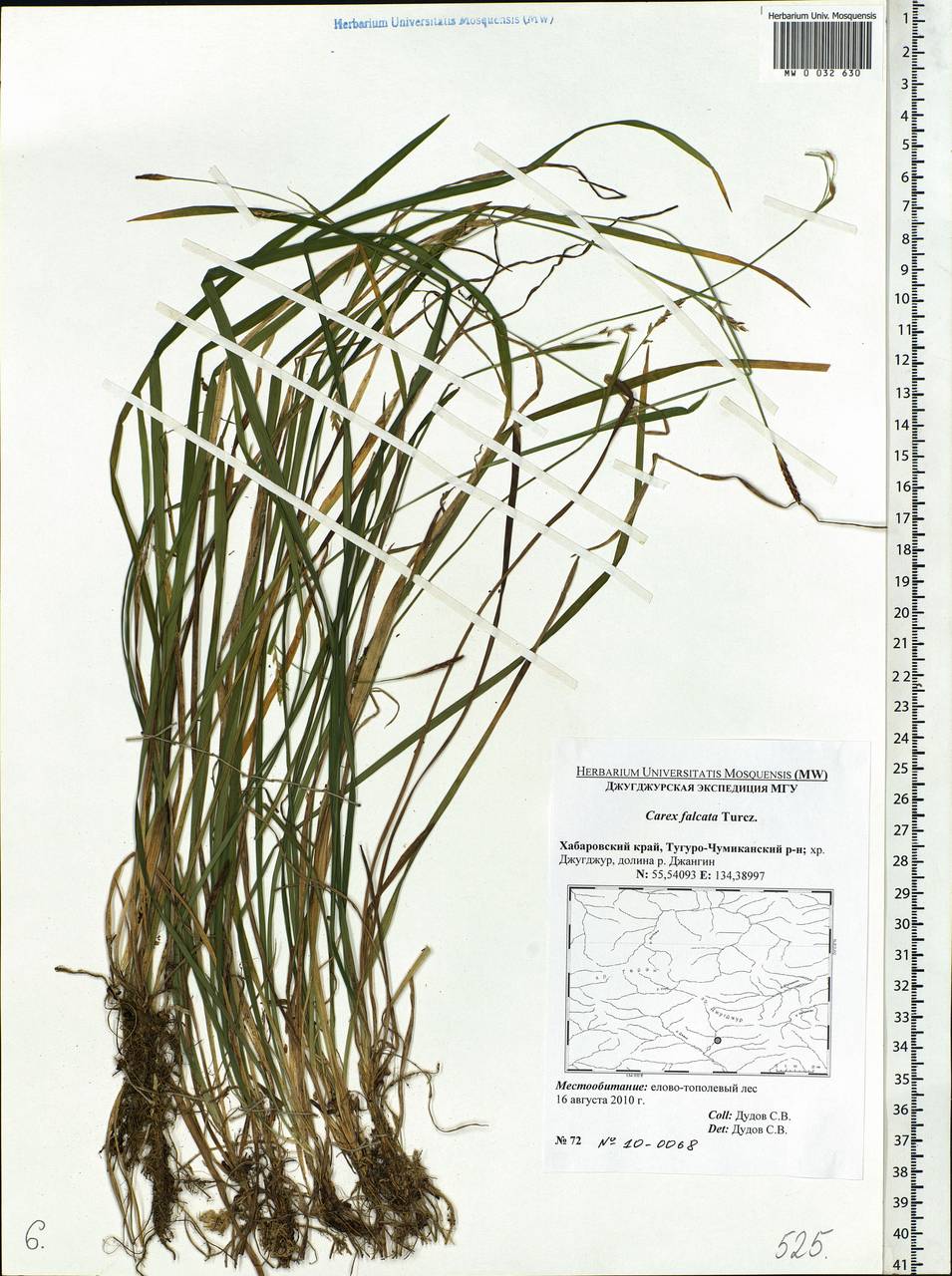 Carex vaginata var. petersii (C.A.Mey. ex F.Schmidt) Akiyama, Siberia, Russian Far East (S6) (Russia)