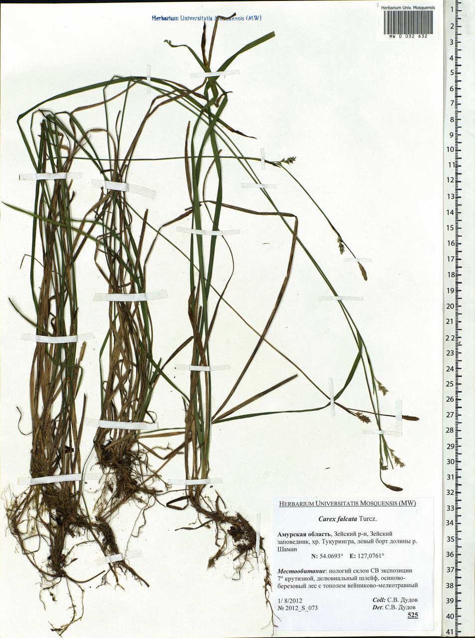 Carex vaginata var. petersii (C.A.Mey. ex F.Schmidt) Akiyama, Siberia, Russian Far East (S6) (Russia)