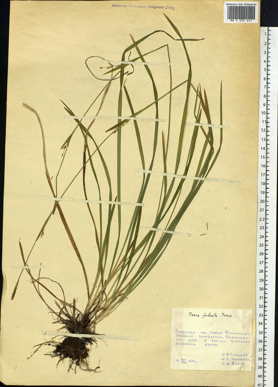 Carex vaginata var. petersii (C.A.Mey. ex F.Schmidt) Akiyama, Siberia, Russian Far East (S6) (Russia)