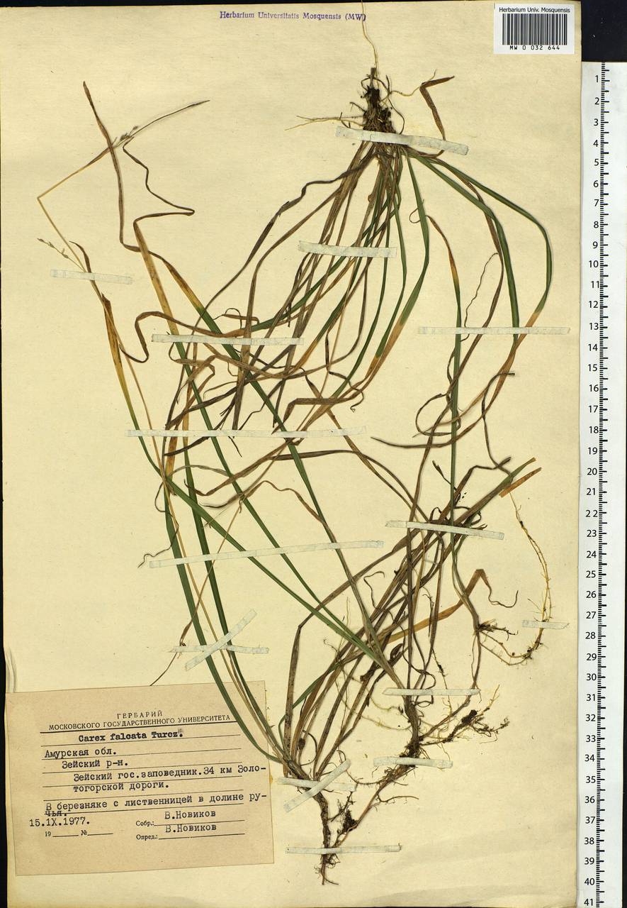 Carex vaginata var. petersii (C.A.Mey. ex F.Schmidt) Akiyama, Siberia, Russian Far East (S6) (Russia)