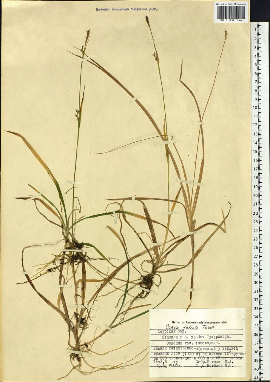 Carex vaginata var. petersii (C.A.Mey. ex F.Schmidt) Akiyama, Siberia, Russian Far East (S6) (Russia)