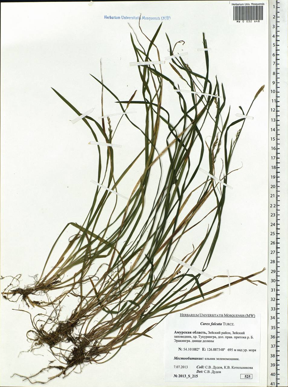 Carex vaginata var. petersii (C.A.Mey. ex F.Schmidt) Akiyama, Siberia, Russian Far East (S6) (Russia)