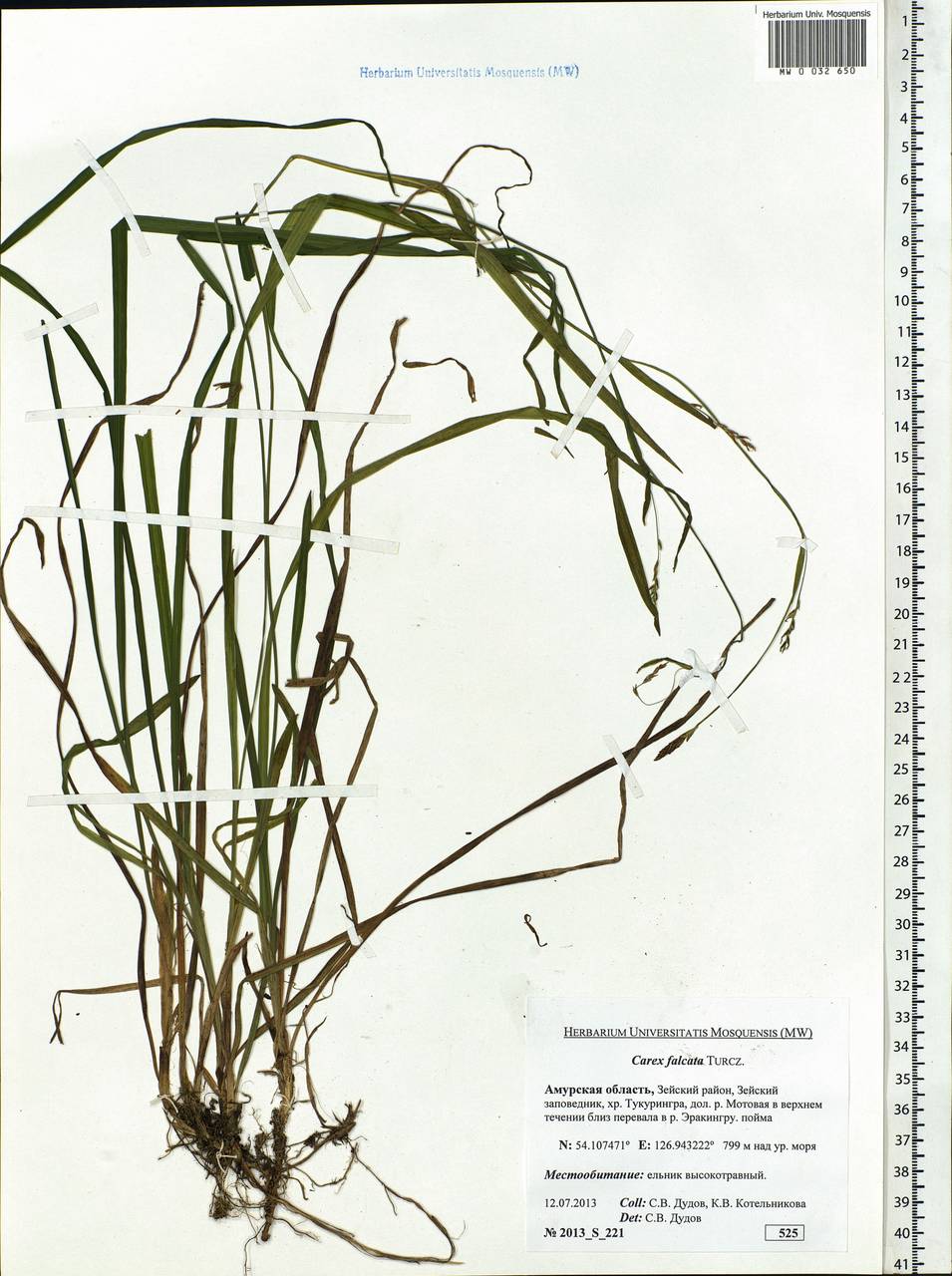 Carex vaginata var. petersii (C.A.Mey. ex F.Schmidt) Akiyama, Siberia, Russian Far East (S6) (Russia)