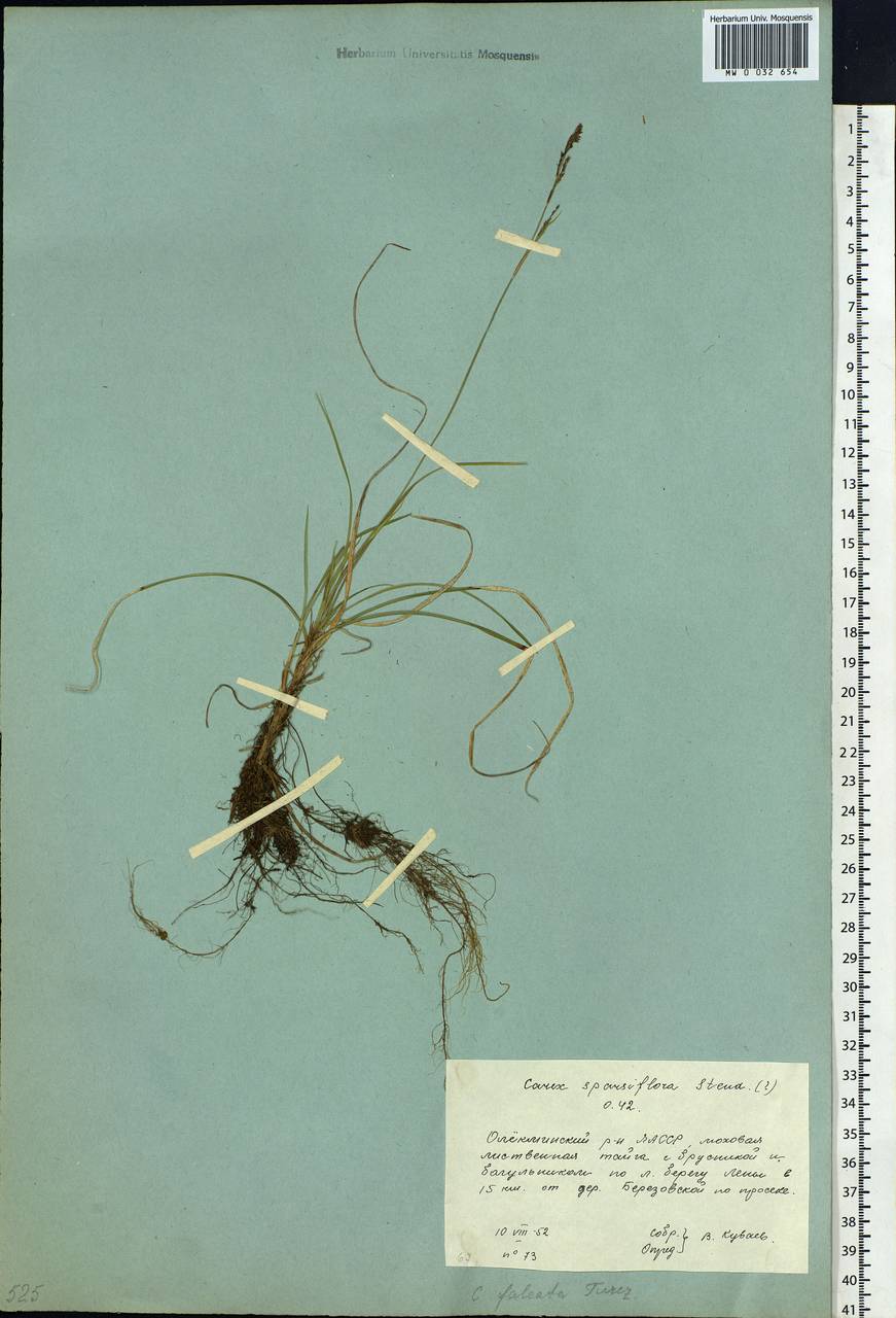 Carex vaginata var. petersii (C.A.Mey. ex F.Schmidt) Akiyama, Siberia, Yakutia (S5) (Russia)