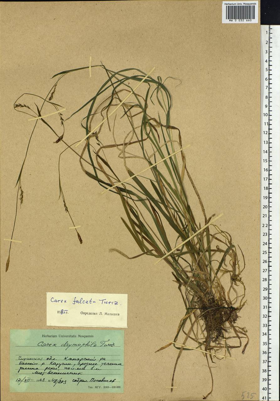 Carex vaginata var. petersii (C.A.Mey. ex F.Schmidt) Akiyama, Siberia, Baikal & Transbaikal region (S4) (Russia)