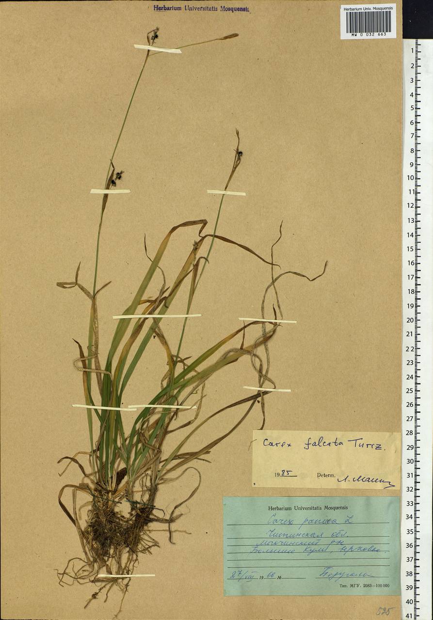 Carex vaginata var. petersii (C.A.Mey. ex F.Schmidt) Akiyama, Siberia, Baikal & Transbaikal region (S4) (Russia)