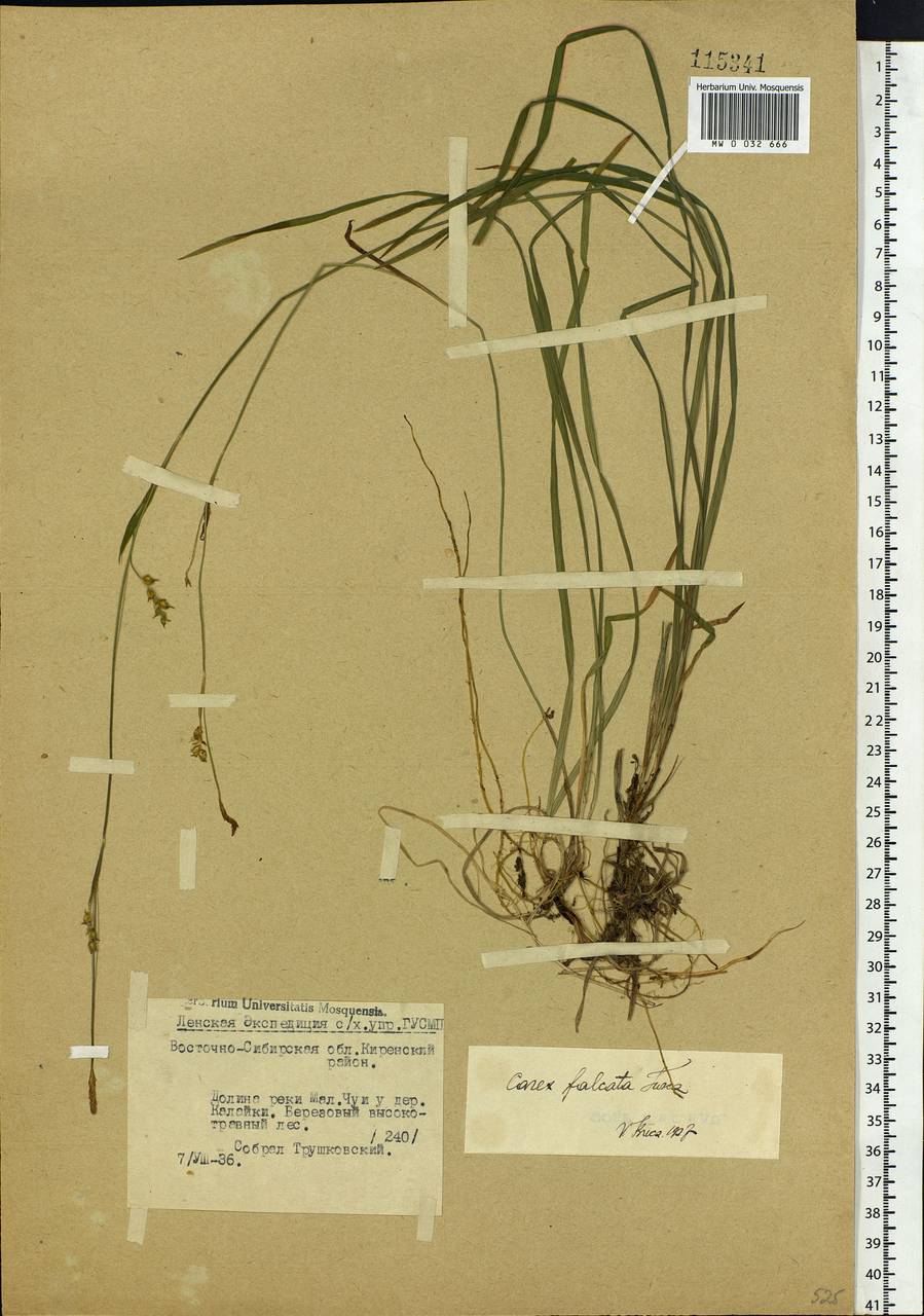 Carex vaginata var. petersii (C.A.Mey. ex F.Schmidt) Akiyama, Siberia, Baikal & Transbaikal region (S4) (Russia)