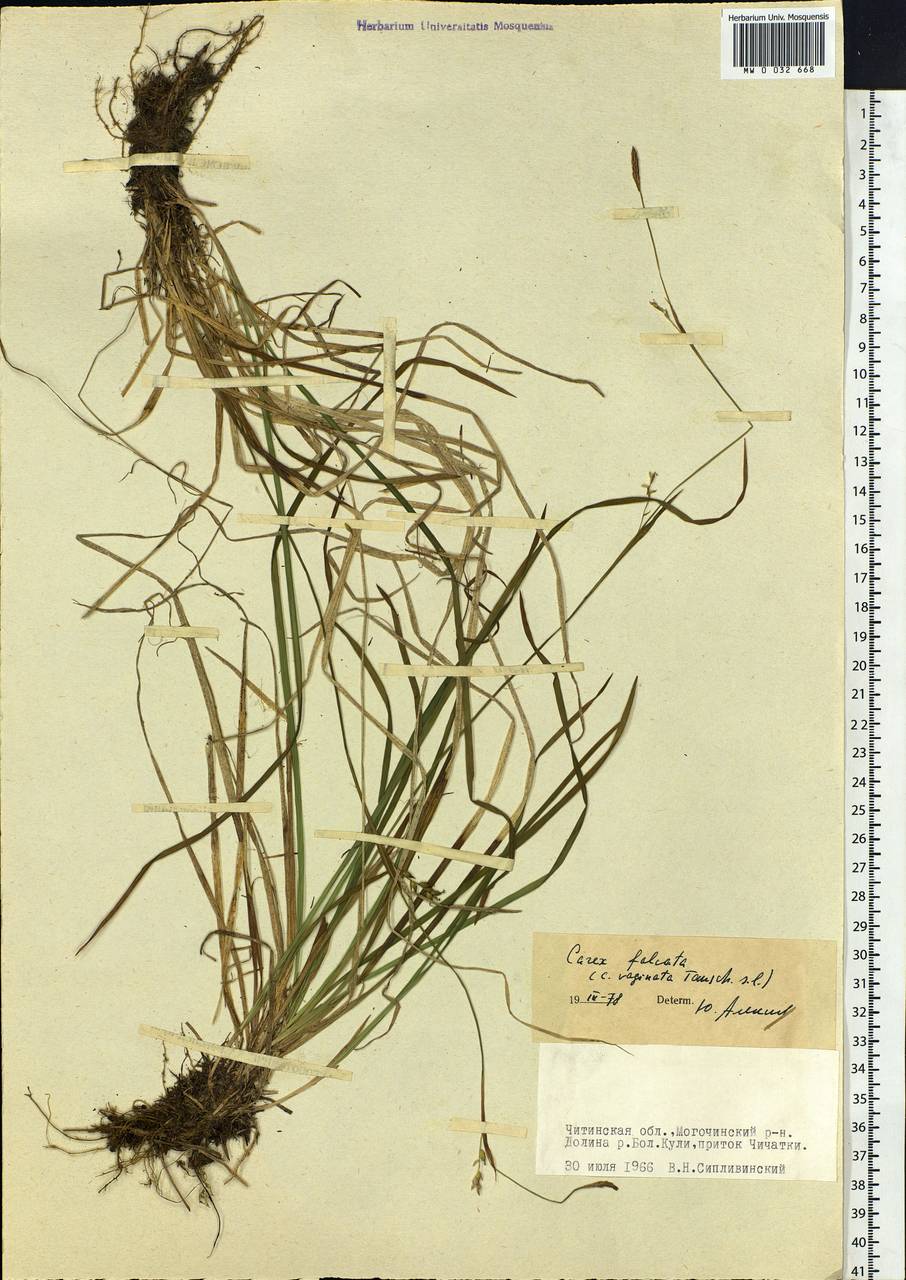 Carex vaginata var. petersii (C.A.Mey. ex F.Schmidt) Akiyama, Siberia, Baikal & Transbaikal region (S4) (Russia)