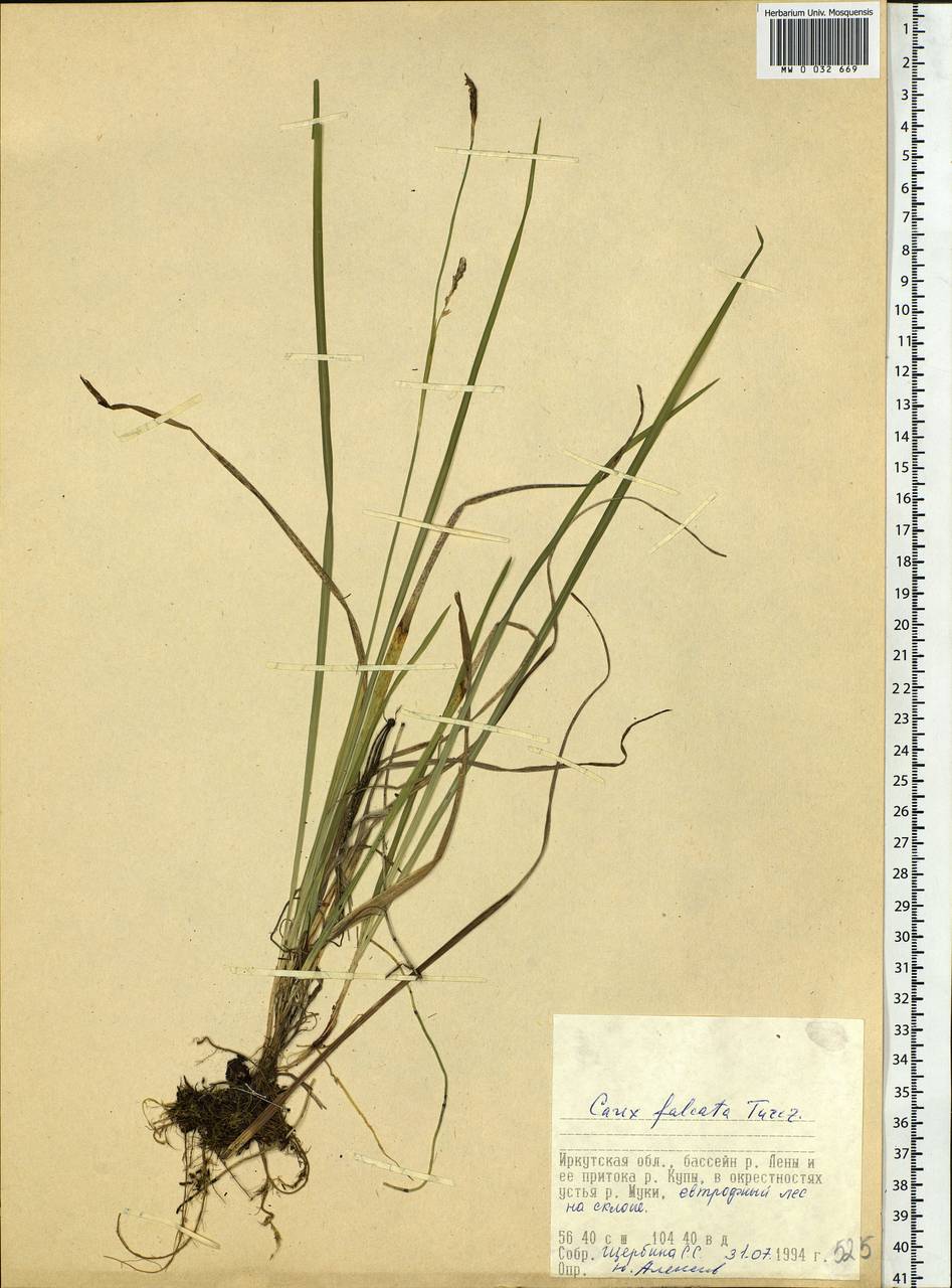 Carex vaginata var. petersii (C.A.Mey. ex F.Schmidt) Akiyama, Siberia, Baikal & Transbaikal region (S4) (Russia)