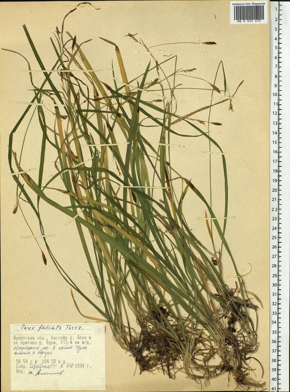 Carex vaginata var. petersii (C.A.Mey. ex F.Schmidt) Akiyama, Siberia, Baikal & Transbaikal region (S4) (Russia)
