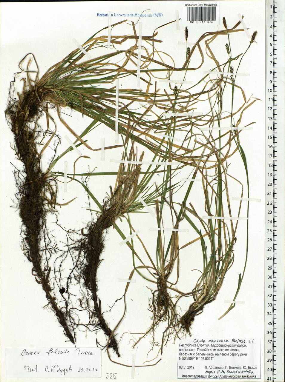 Carex vaginata var. petersii (C.A.Mey. ex F.Schmidt) Akiyama, Siberia, Baikal & Transbaikal region (S4) (Russia)