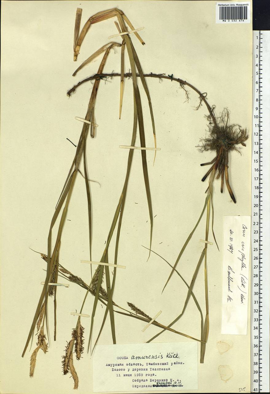 Carex eriophylla (Kük.) Kom., Siberia, Russian Far East (S6) (Russia)