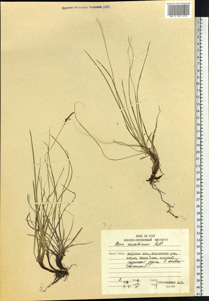 Carex ericetorum Pollich, Siberia, Russian Far East (S6) (Russia)