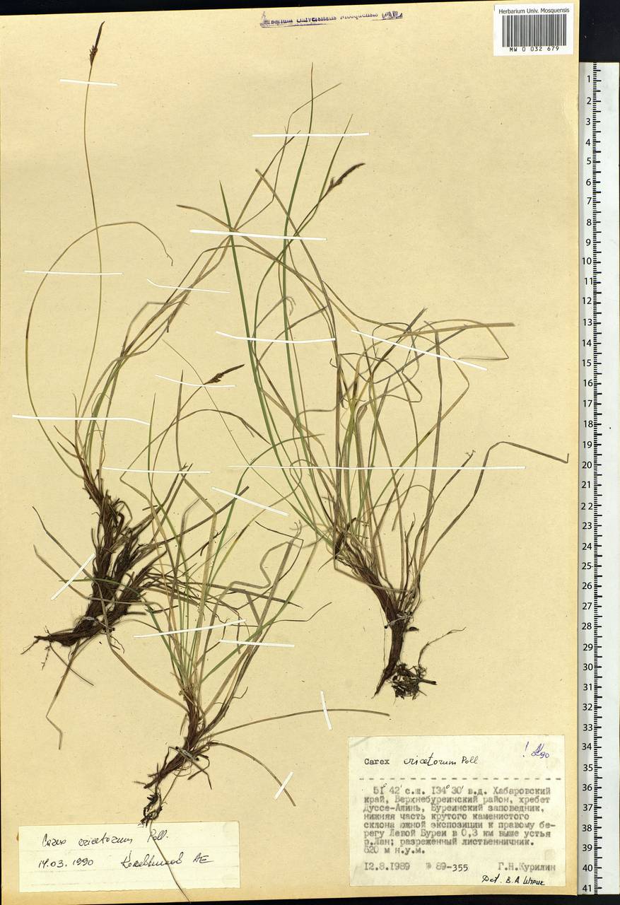 Carex ericetorum Pollich, Siberia, Russian Far East (S6) (Russia)