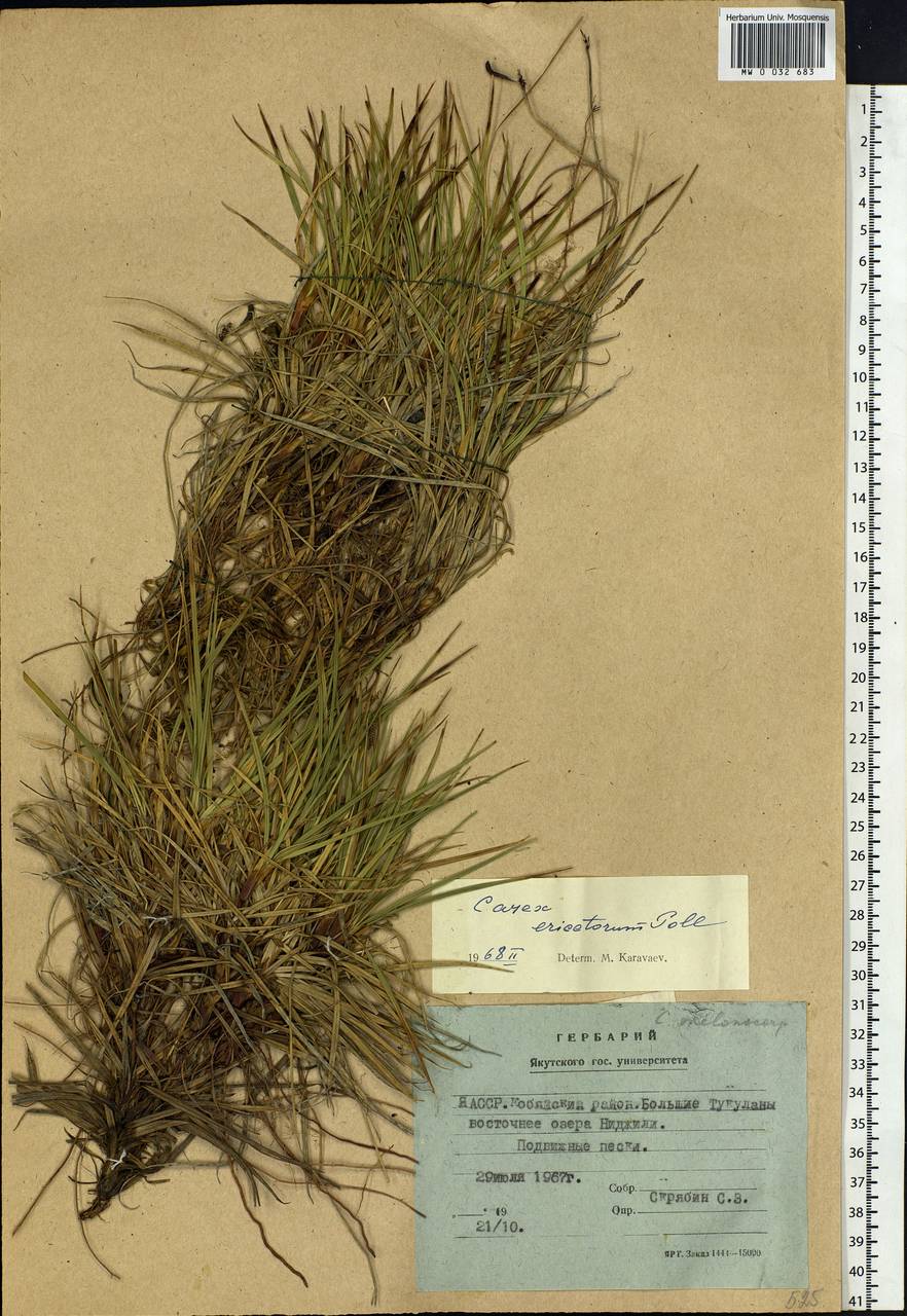 Carex ericetorum Pollich, Siberia, Yakutia (S5) (Russia)