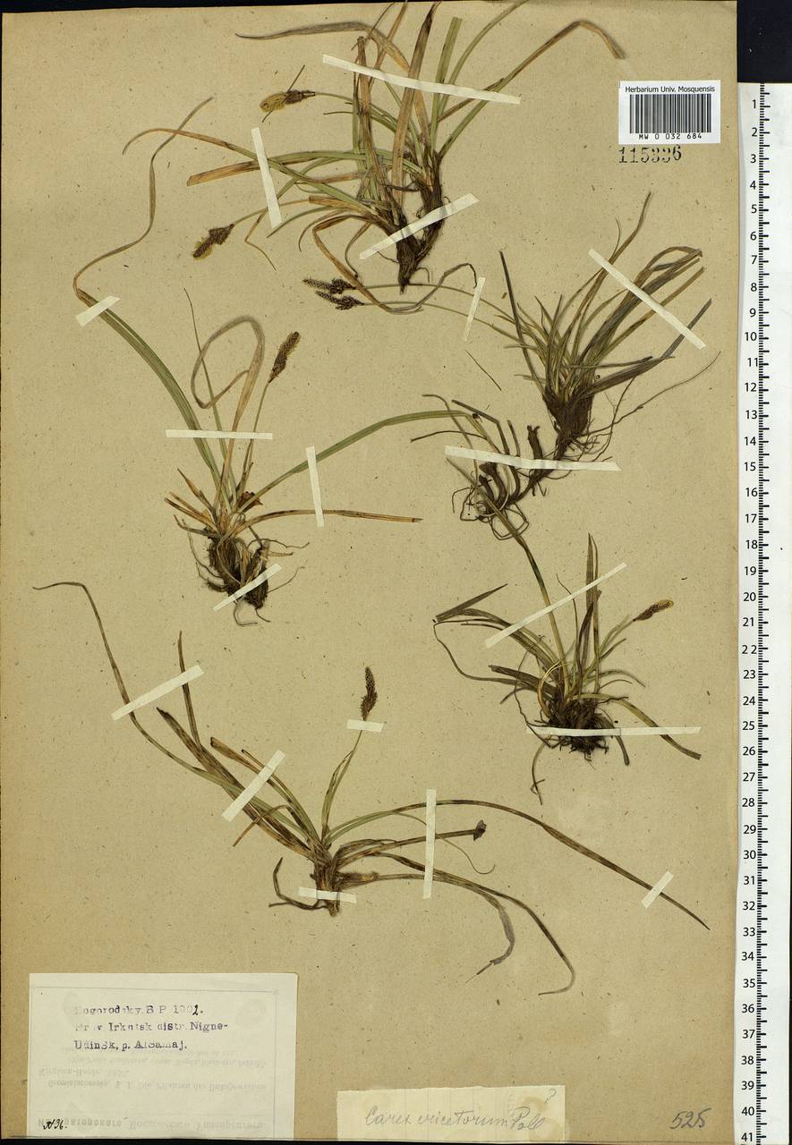 Carex ericetorum Pollich, Siberia, Baikal & Transbaikal region (S4) (Russia)