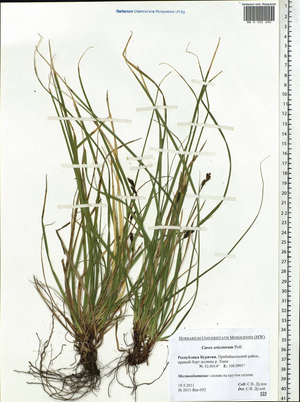 Carex ericetorum Pollich, Siberia, Baikal & Transbaikal region (S4) (Russia)