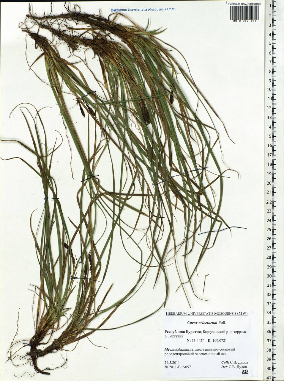 Carex ericetorum Pollich, Siberia, Baikal & Transbaikal region (S4) (Russia)