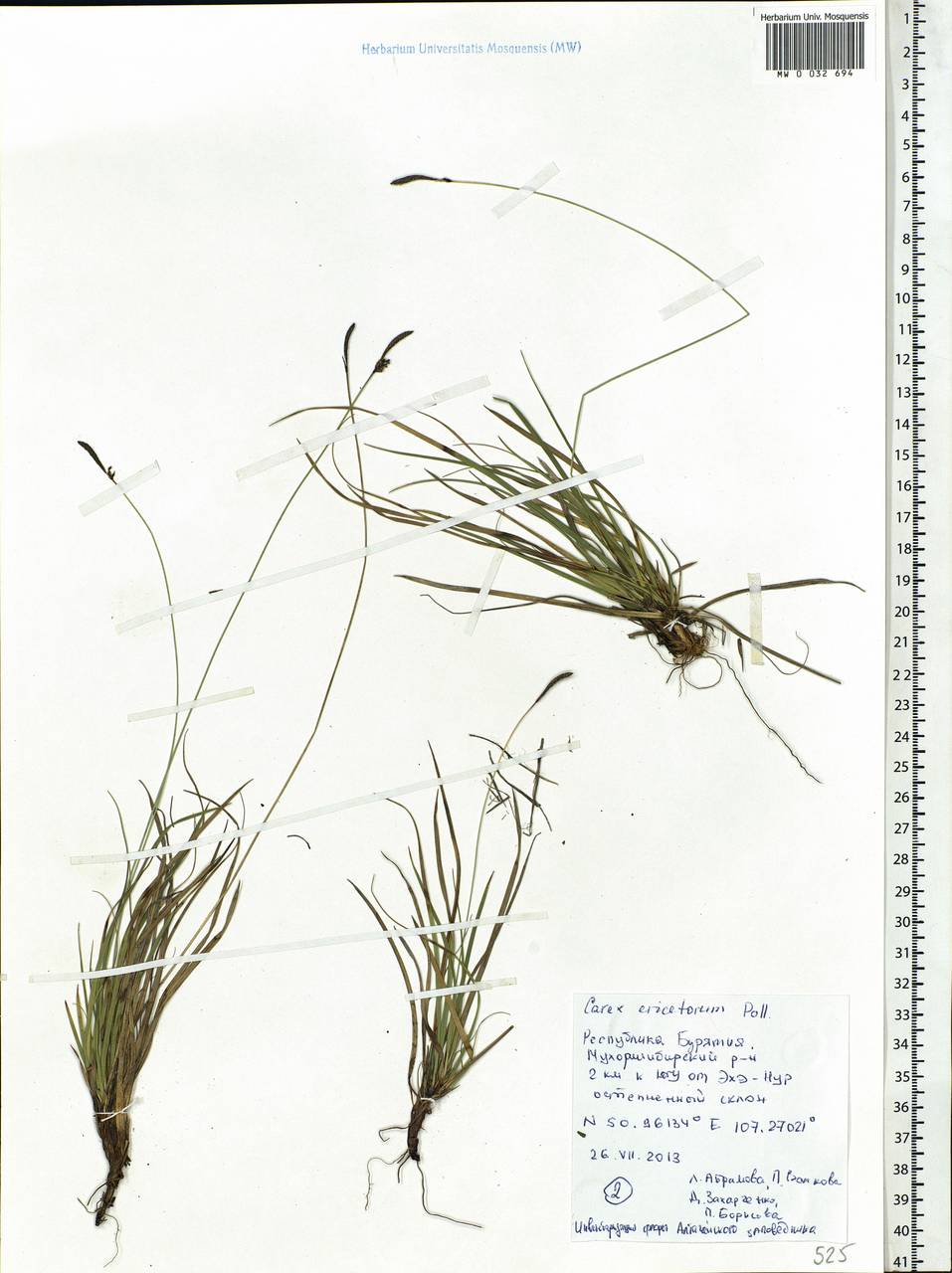 Carex ericetorum Pollich, Siberia, Baikal & Transbaikal region (S4) (Russia)