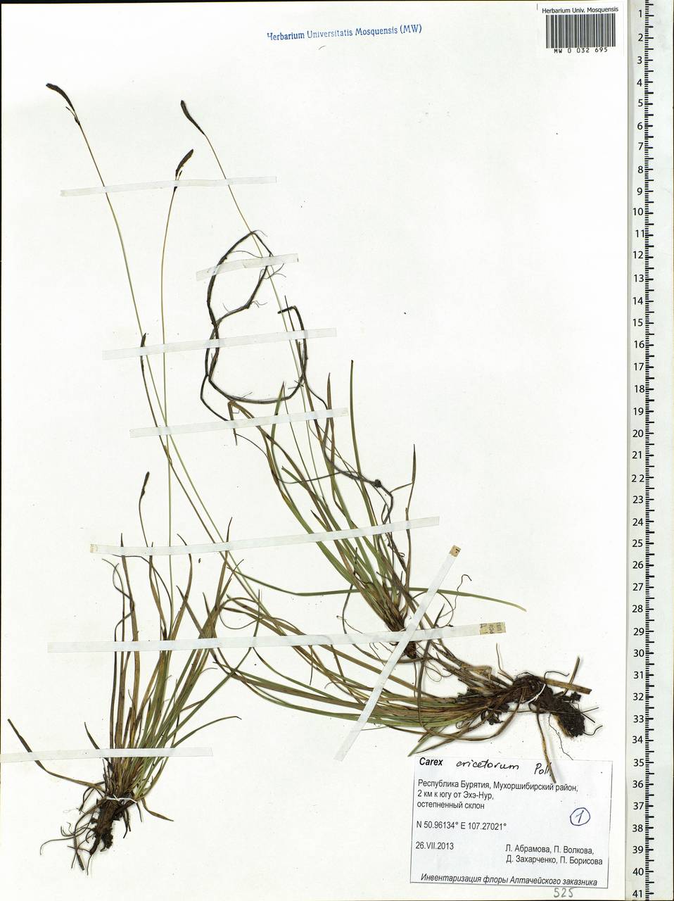 Carex ericetorum Pollich, Siberia, Baikal & Transbaikal region (S4) (Russia)