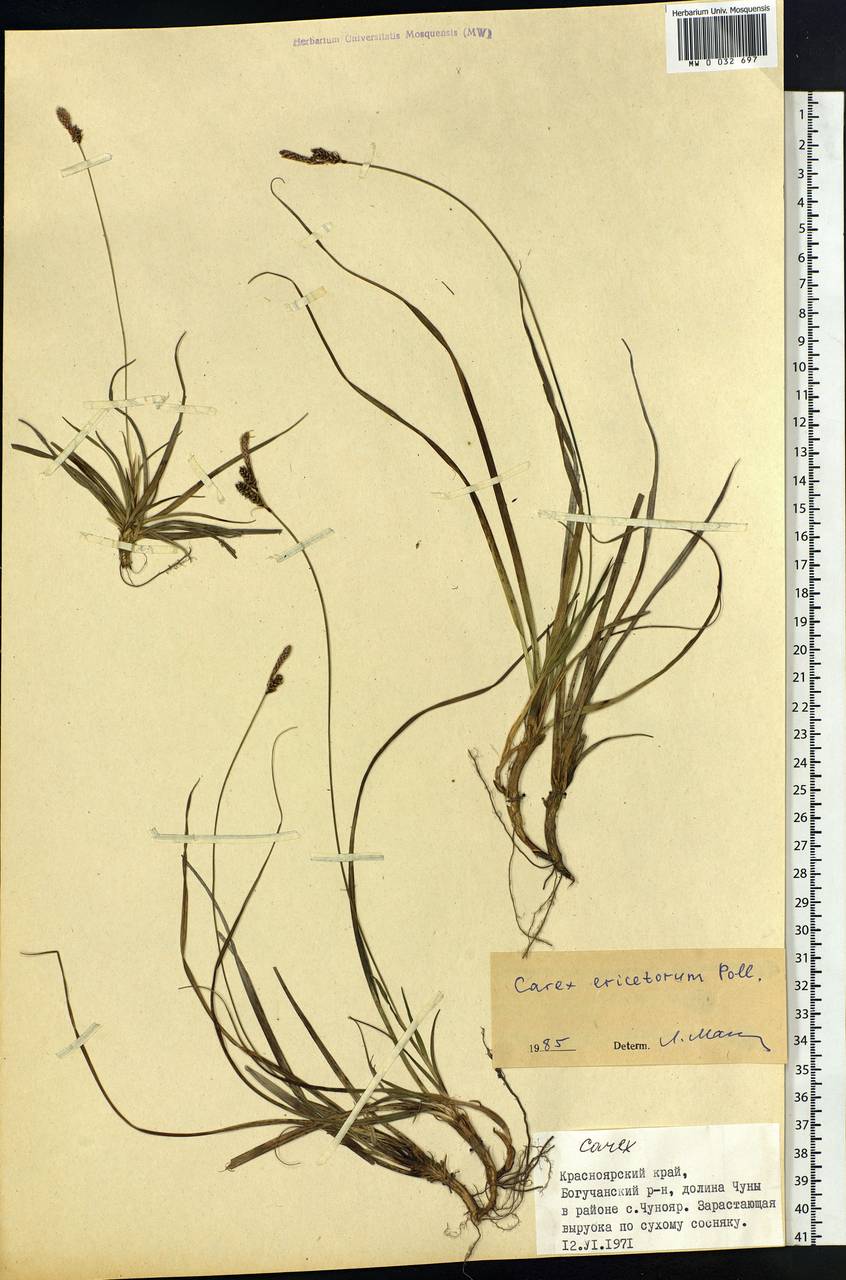 Carex ericetorum Pollich, Siberia, Central Siberia (S3) (Russia)