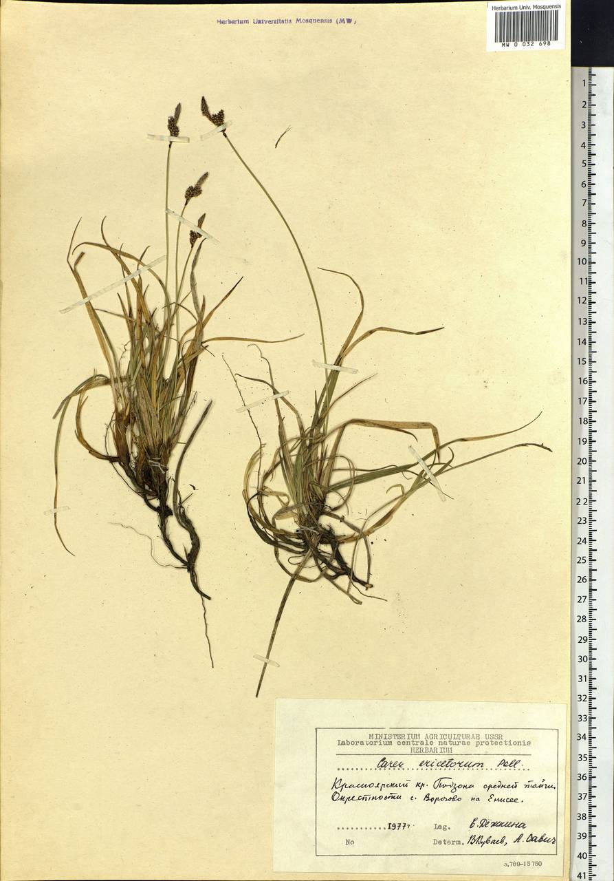 Carex ericetorum Pollich, Siberia, Central Siberia (S3) (Russia)