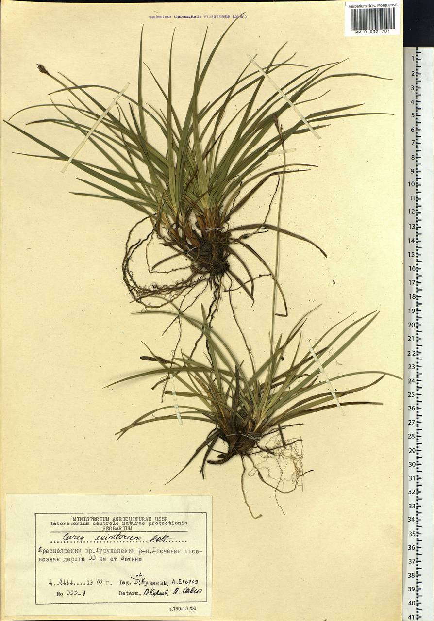 Carex ericetorum Pollich, Siberia, Central Siberia (S3) (Russia)