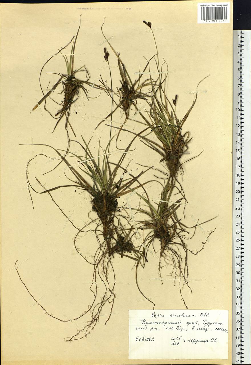 Carex ericetorum Pollich, Siberia, Central Siberia (S3) (Russia)