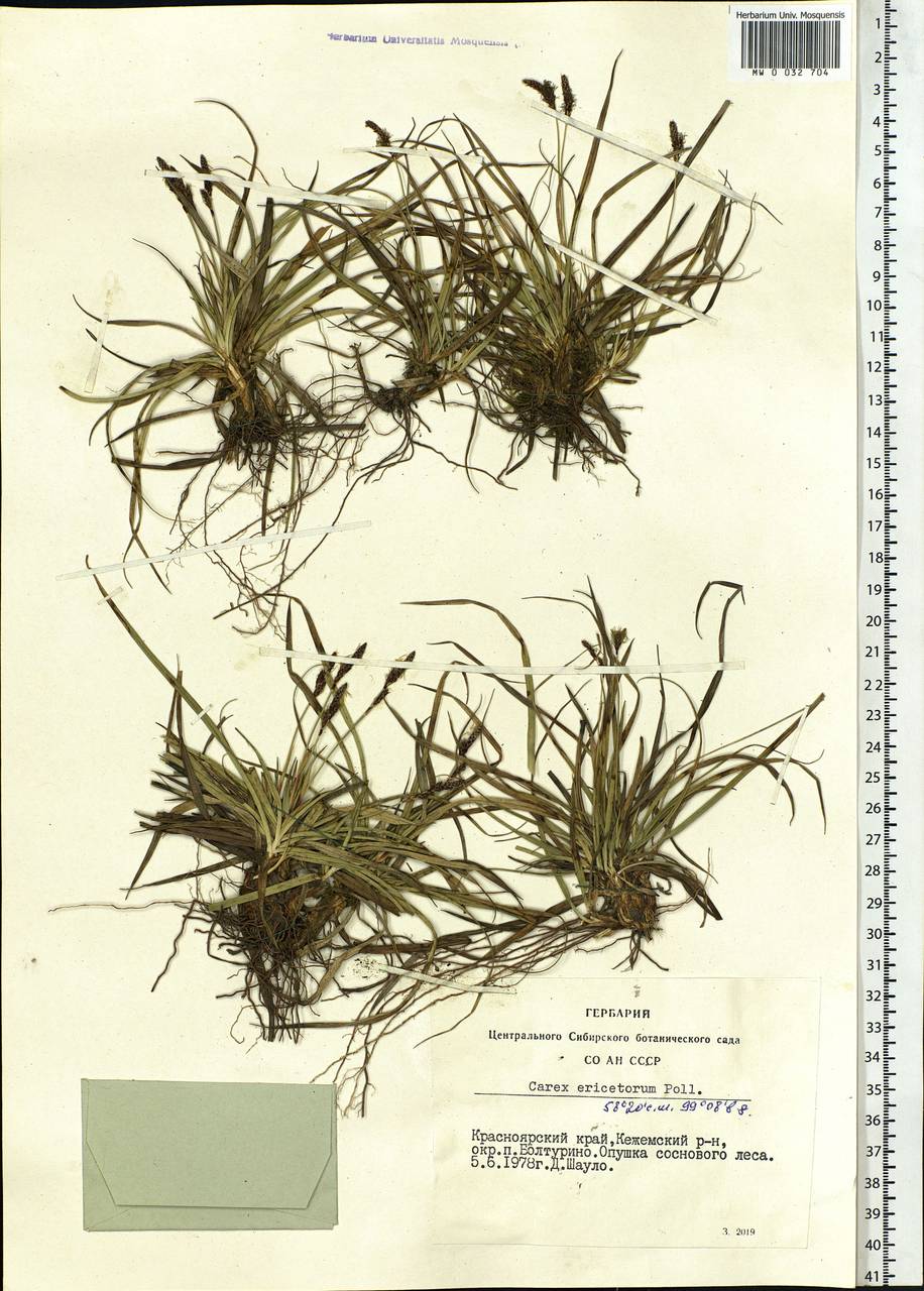 Carex ericetorum Pollich, Siberia, Central Siberia (S3) (Russia)