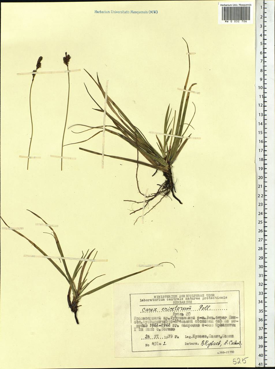 Carex ericetorum Pollich, Siberia, Central Siberia (S3) (Russia)