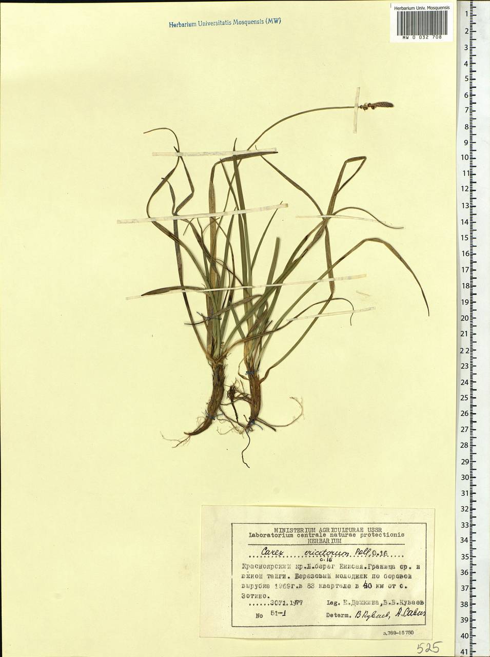 Carex ericetorum Pollich, Siberia, Central Siberia (S3) (Russia)