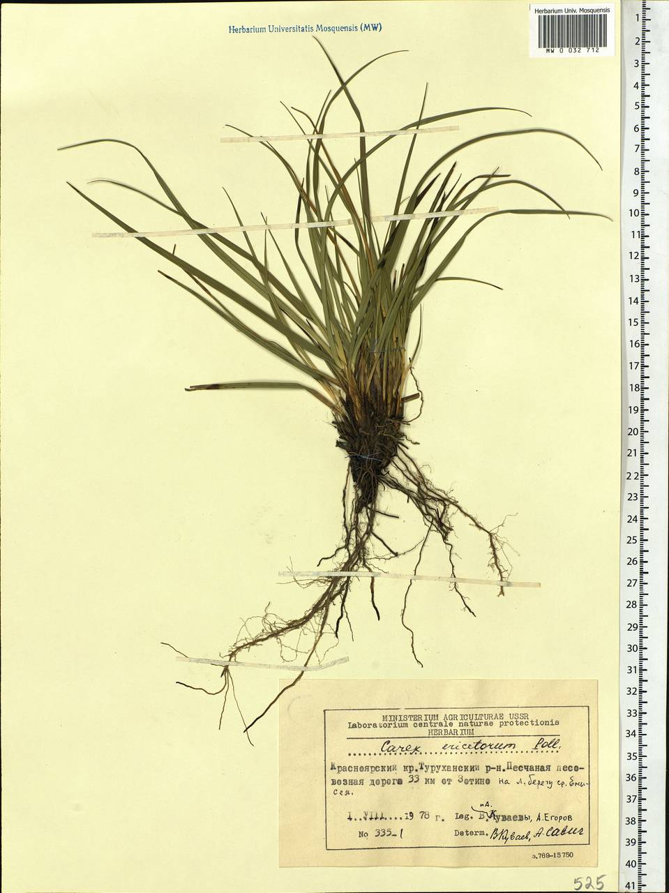 Carex ericetorum Pollich, Siberia, Central Siberia (S3) (Russia)