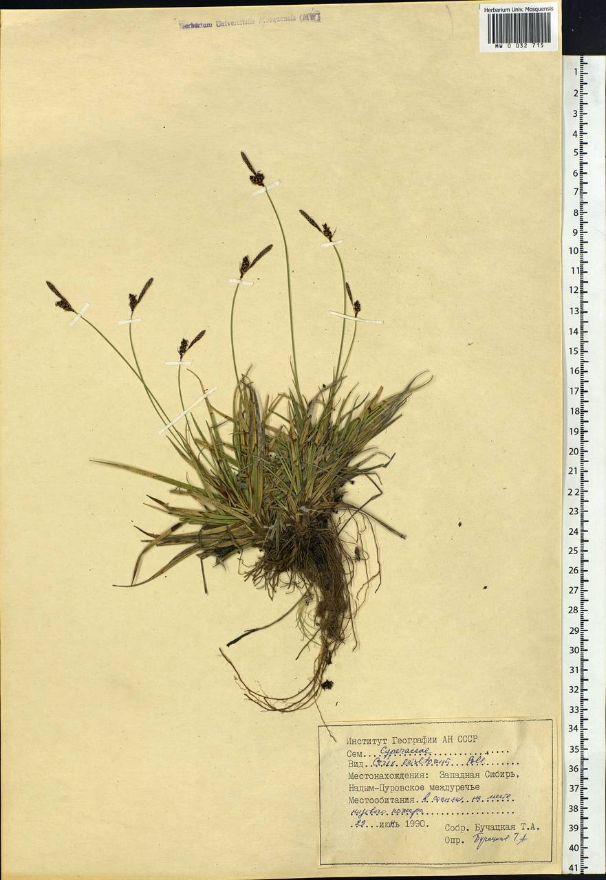 Carex ericetorum Pollich, Siberia, Western Siberia (S1) (Russia)