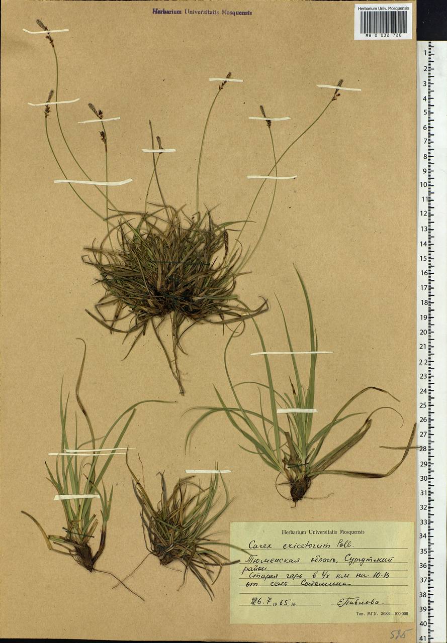 Carex ericetorum Pollich, Siberia, Western Siberia (S1) (Russia)
