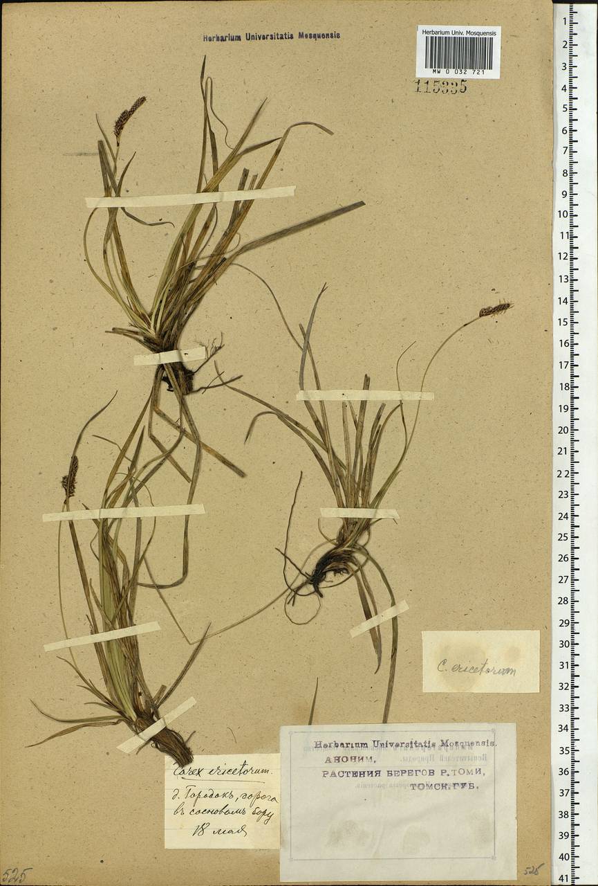 Carex ericetorum Pollich, Siberia, Western Siberia (S1) (Russia)