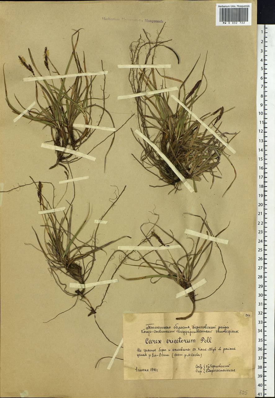 Carex ericetorum Pollich, Siberia, Western Siberia (S1) (Russia)