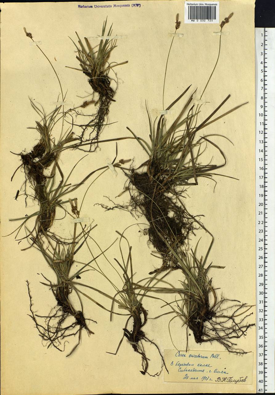 Carex ericetorum Pollich, Siberia, Western Siberia (S1) (Russia)