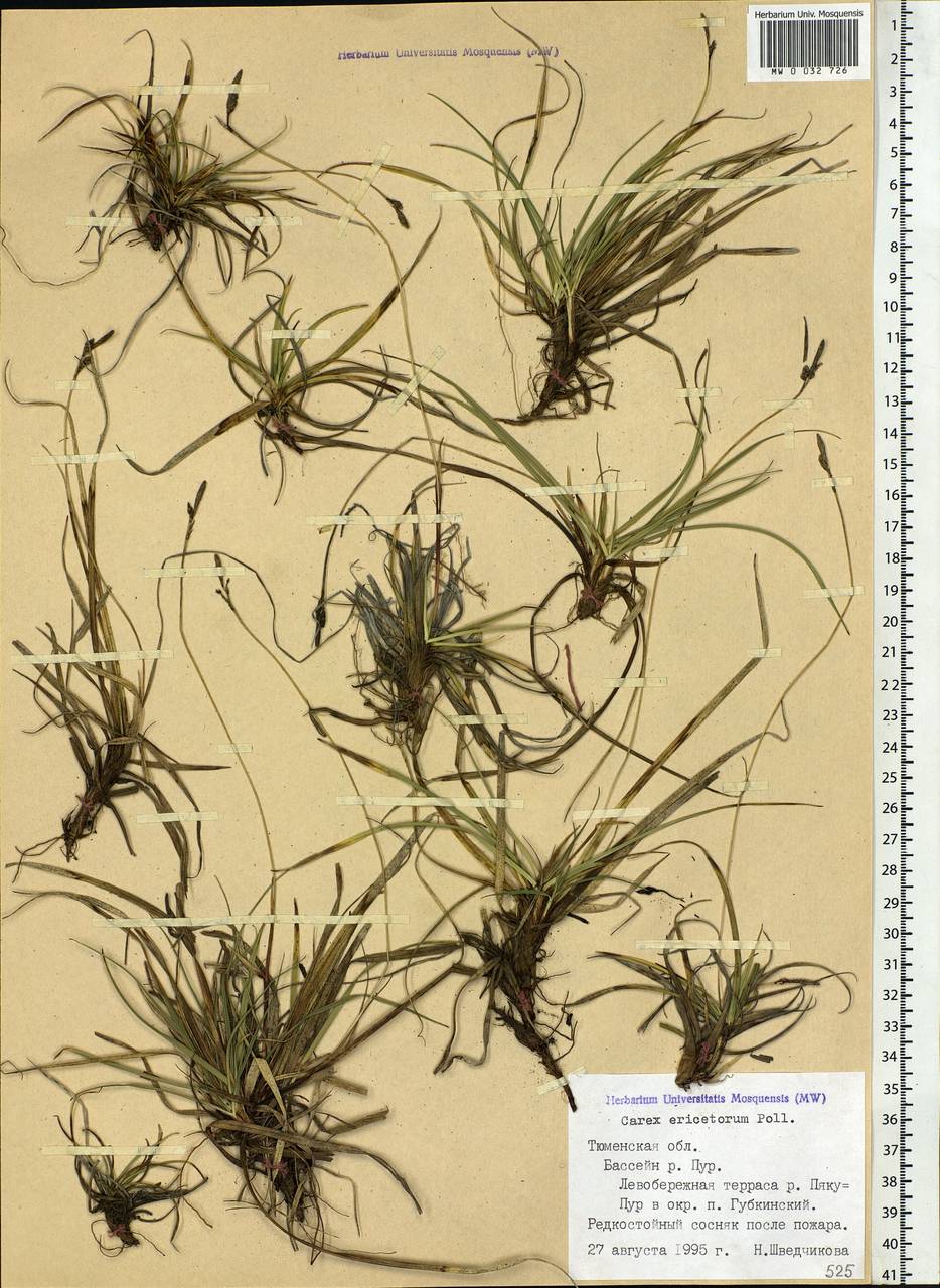 Carex ericetorum Pollich, Siberia, Western Siberia (S1) (Russia)